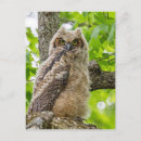 Search for fuzzy vertical postcards Fluffy