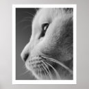 Search for cat profile posters Cute