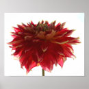 Recherche de dahlia rouge posters Fleur