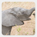 Search for elephant trunk stickers Africa