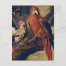 Search for ara postcards Tropical