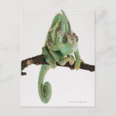 Recherche de caractéristiques cartes postales Reptiles