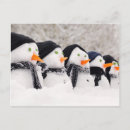 Search for snowmen postcards Cold
