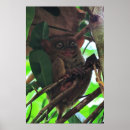 Recherche de tarsier posters Faune