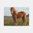 Search for icelandic horse Sunset