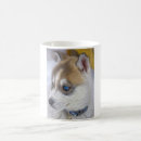 Recherche de chien enroué tasses Chiot