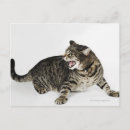 Search for hissing postcards Feline