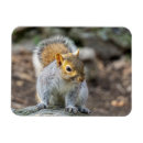 Recherche de écureuil magnets Gris