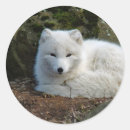 Search for animal photo stickers Fox