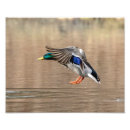 Recherche de canard en vol posters Faune