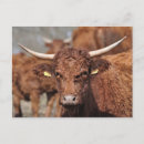 Recherche de salers cartes postales Photographie