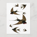 Recherche de hirondelles vintages cartes postales Oiseaux
