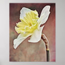 Search for daffodil art Flower