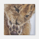 Recherche de tête de lion magnets Mignon