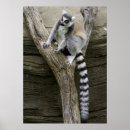 Recherche de llemur posters Lémur
