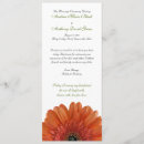 Search for orange gerbera Daisies