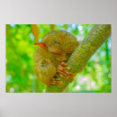 Recherche de tarsier posters Cebu