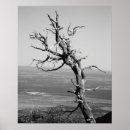 Search for juniper posters Photography