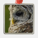 Search for barred owl ornaments Raptor