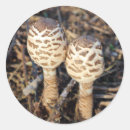 Search for common as a stickers Wildlife