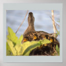Recherche de caneton posters Canards