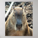Recherche de rongeur posters Animal sauvage