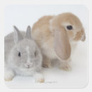 Search for grey rabbit stickers Cute