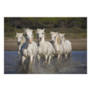 Search for wild stallion art Running