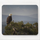 Search for bald eagle mousepads Wildlife