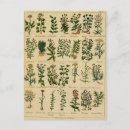 Recherche de herboriste cartes postales Herbes