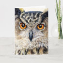 Search for eagle owl cards Wildlife