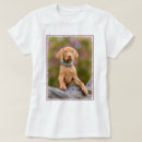 Recherche de vizsla vêtements Amoureux de les chiens