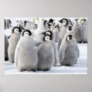 Recherche de poussin pingouin posters Drôle