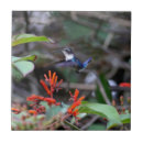 Search for hummingbird tiles Birds