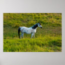 Recherche de cheval d appaloosa posters Noir