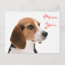 Recherche de chiot de beagle cartes postales Beagles