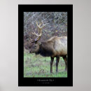 Recherche de wapitis posters Extérieur