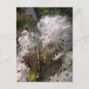 Search for pod postcards Flower