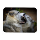 Search for wolf magnets Montana