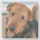 Search for airedale coasters Bingley terrier