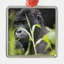 Search for rainforest ornaments Remote