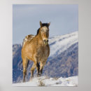 Search for big horn posters Background