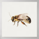 Search for queen bee art Bumblebee
