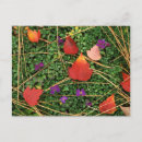 Recherche de aubépine cartes postales Fleurs
