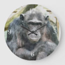 Search for chimpanzees clocks Chimps
