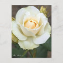 Recherche de edelweiss cartes postales Fleur