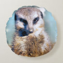 Search for meerkat pillows Wild animals