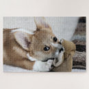 Search for corgi puzzles Puppy