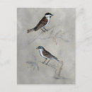 Recherche de paire cartes postales Animal