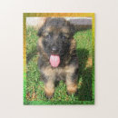 Recherche de german shepherd puzzles Puppy